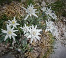 Viševnik, Draški vrhovi, Ablanca